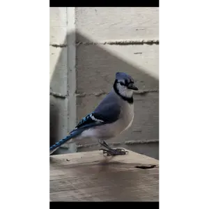 Profil
