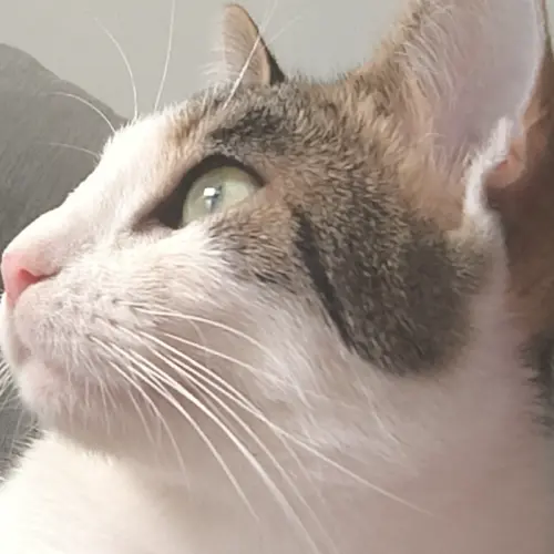 Profil